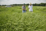 Craig Sheaffer (left) and Peter Graham with Canada wild rye plots on the St. Paul campus, University of MInnesota.