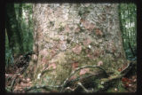 Kauri trunk