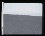 Godwit, adult on prairie near nest