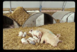 Hoop building nursery. Alternative swine production research at West Central Research and Outreach Center, Morris.