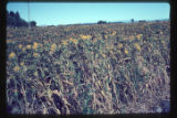 Safflower (Carthamus tinctorius) at Lincoln College, near Christchurch