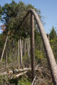 Blow down of old red and white pines on the Chippewa National Forest, Minnesota, in July, 2012.
