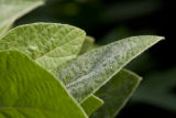 Morning dew on soybean leaves at the University of Minnesota's Southern Research and Outreach Center, Waseca, Minnesota.