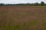 Turf grass seed production field, near harvest time.