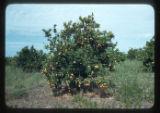 Food, Fruits Tropical, Citrus Orange