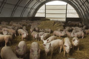 Feeder pigs on straw bedding, circulating around stainless steel waterer on floor of hoop house during winter.