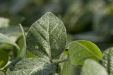 Morning dew on soybean leaves at the University of Minnesota's Southern Research and Outreach Center, Waseca, Minnesota.