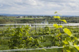 Tug Hill Vineyard, Lowville, New York.