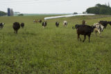 Normande dairy cows eating Sudan grass on farm near Jordan, Minnesota, the Riesgraf family.