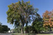 Bob Blanchette (left) and Ben Held (right) looking at Dutch elm disease infected American elm that has been marked to remove in St. Paul, Minnesota.