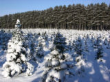Balsam fir covered with snow at Christmas tree farm, Anoka County, Minnesota.