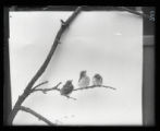 Scarlet Tanagers, three juveniles on branch
