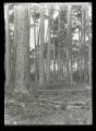 Norway Pine woods on Norway Beach