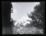 Double-crested Cormorant, nest and birds in tree tops