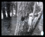 Prothonotary Warbler's nest in stump before cutting