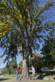 Bob Blanchette (left) and Ben Held (right) looking at Dutch elm disease infected American elm that has been marked to remove in St. Paul, Minnesota.
