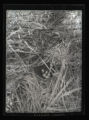 Brewers Blackbird nest and eggs