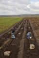 Potato breeding, harvest. University of Minnesota potato breeding plots at the Williston Research Extension Center in North Dakota.