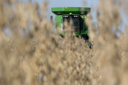 Harvesting soybeans on the Craven farm in Jackson County, Minnesota.