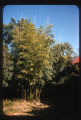 Eugene Bamboo Hopson Farm