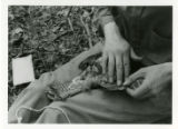 Checking ruffed grouse wing feathers to determine age