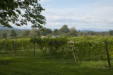 Lincoln Peak Vineyard and Winery, New Haven, Vermont.