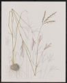 Big Bluestem