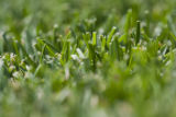 Turf grass research.