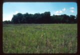 Mickelson Farm old field