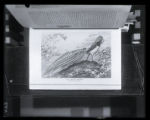Lady Amherst Pheasant, illustration from "Birds of the World"