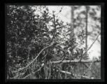 Nighthawk, on branch, disturbed and anxious because her young are nearby