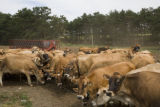 Skiba family Jersey dairy farm, "Diamonds Farm" in Isanti County, between Cambridge and North Branch.