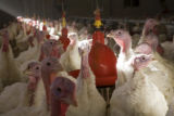 Turkey research, flock at Rosemount Research and Outreach Center, University of Minnesota.