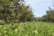 Clover flowering at Apple Junction orchard in Washington County, Minnesota.