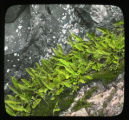Polypodium