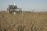 Soybean plots of University of Minnesota soybean researcher Seth Naeve for soybean production research.
