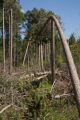 Blow down of old red and white pines on the Chippewa National Forest, Minnesota, in July, 2012.