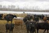 Bovine TB research and control in northern Minnesota, to prevent spread of disease between livestock (primarily cows) and wild deer.
