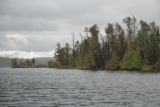 Burned forest a year after July, 2006, Cavity Lake Fire along Sea Gull Lake.