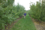 Apple breeding at the University of Minnesota.