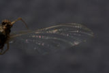 Ephemerellidae Ephemerella bicolor