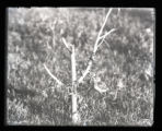 Brown Thrasher, juvenile
