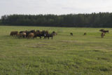 Beef herd, Cass County, north central Minnesota.