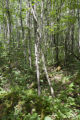 Site of a tornado approximately 25 years earlier, releasing the aspen.
