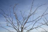 Extremely cold hardy apple varieties under development by University of Minnesota researchers with the Minnesota Agricultural Experiment Station.