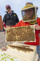 Installing a bee colony on the roof of the Weisman Art Museum, University of MInnesota.