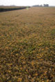 Soybean production fields, University of Minnesota, Southern Research and Outreach Center.