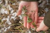 Adria Fernandez, cold hardy legume research, winter peas.