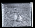 Duck hawk, two young, large, mouths closed, North Shore of Lake Superior
