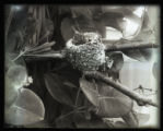 Humming Bird